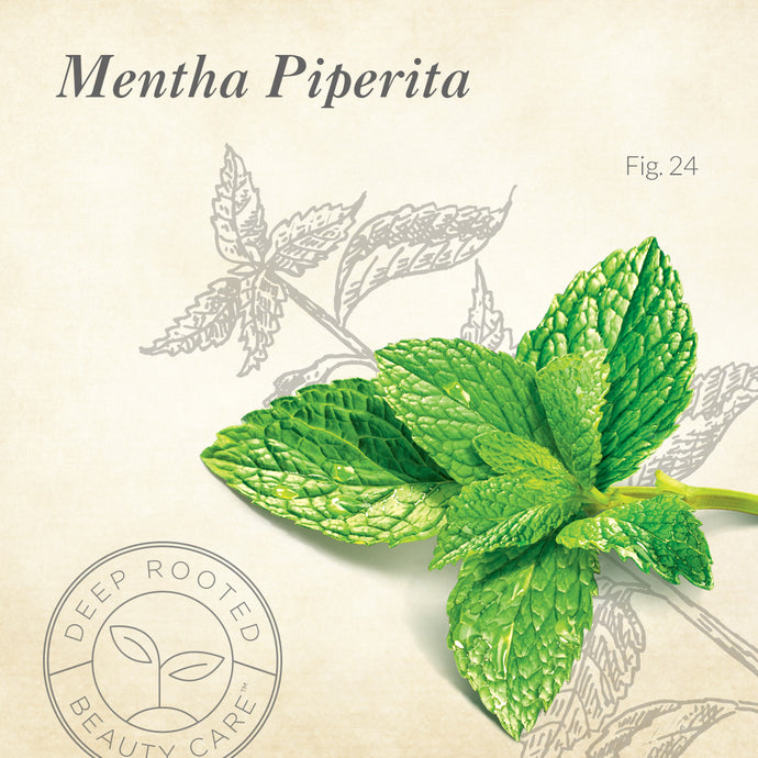 Mentha Piperita
