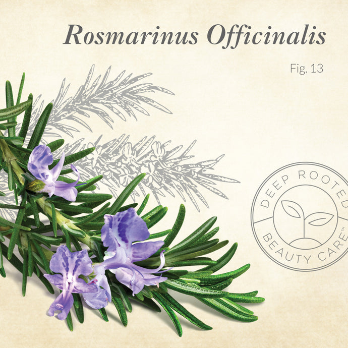 Rosmarinus Officinalis